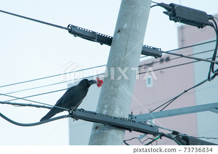 Nanakamado Nanakamado 73736834