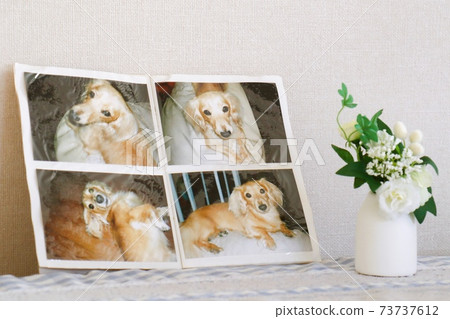 死狗的遺骸（所有者允許射擊） 73737612