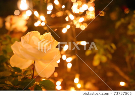 枚方玫瑰花園1 73737805