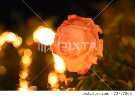 枚方玫瑰花園2 枚方玫瑰花園2 73737806