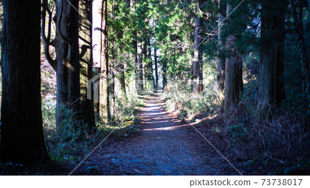 Cedar Avenue of Nikko on the Old Hakone Highway Cedar Avenue of Nikko on the Old Hakone Highway 73738017