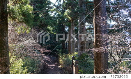 Cedar Avenue of Nikko on the Old Hakone Highway Cedar Avenue of Nikko on the Old Hakone Highway 73738033
