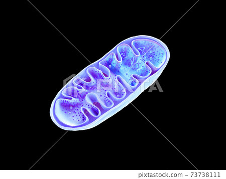 Mitochondria, cellular organelles, produce energy, Cell energy and Cellular respiration, DNA, 3D rendering Mitochondria, cellular organelles, produce energy, Cell energy and Cellular respiration, DNA, 3D rendering 73738111