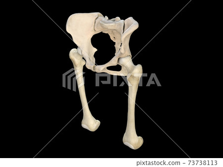bones, pelvis, femur, black background, 3d rendering 73738113