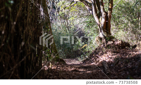 Amazake-chaya on the Old Hakone Highway 73738508