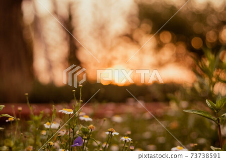 soft focus Grass flower ,close up a little wild flowers grass in sunrise and sunset background warm vintage tone photo in sunlight. The blossoming summer garden. Botany. warm sunlight boke soft focus Grass flower ,close up a little wild flowers grass in sunrise and sunset background warm vintage tone photo in sunlight. The blossoming summer garden. Botany. warm sunlight boke 73738591