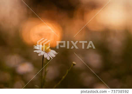 soft focus Grass flower ,close up a little wild flowers grass in sunrise and sunset background warm vintage tone photo in sunlight. The blossoming summer garden. Botany. warm sunlight boke soft focus Grass flower ,close up a little wild flowers grass in sunrise and sunset background warm vintage tone photo in sunlight. The blossoming summer garden. Botany. warm sunlight boke 73738592