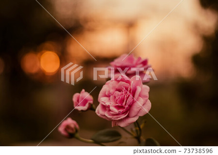 soft focus  pink rose in sunlight. The blossoming summer garden. Botany. warm sunlight bokeh background 73738596