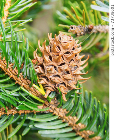 松果蚜蟲膽[樹種：雲杉] 73738601