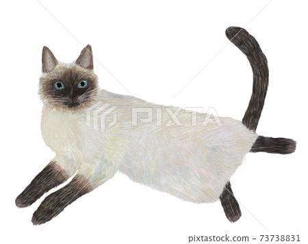 引誘人類的暹羅貓 引誘人類的暹羅貓 73738831