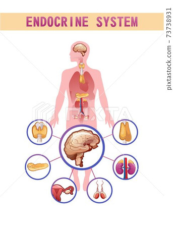 human endocrine system vector illustration human endocrine system vector illustration 73738931