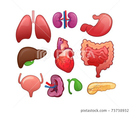 set of icons for human internal organs set of icons for human internal organs 73738932