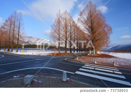 Makino Plateau Metasequoia Namiki (Makino Town, Takashima City, Shiga Prefecture) Makino Plateau Metasequoia Namiki (Makino Town, Takashima City, Shiga Prefecture) 73738933