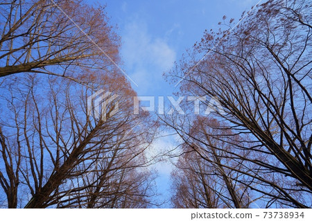Makino Plateau Metasequoia Namiki (Makino Town, Takashima City, Shiga Prefecture) Makino Plateau Metasequoia Namiki (Makino Town, Takashima City, Shiga Prefecture) 73738934