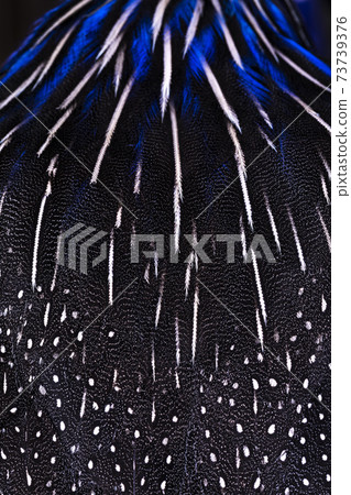 Full frame macro feathers 73739376
