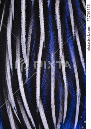 Full frame macro feathers Full frame macro feathers 73739378