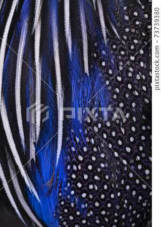 Full frame macro feathers Full frame macro feathers 73739380