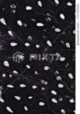 Full frame macro feathers Full frame macro feathers 73739381