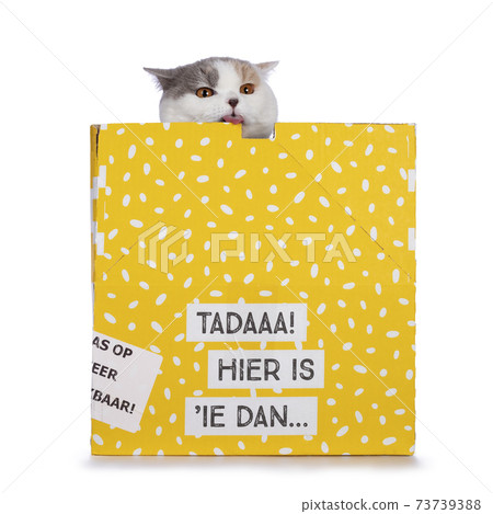 British Shorthair cat in yellow box on white 73739388