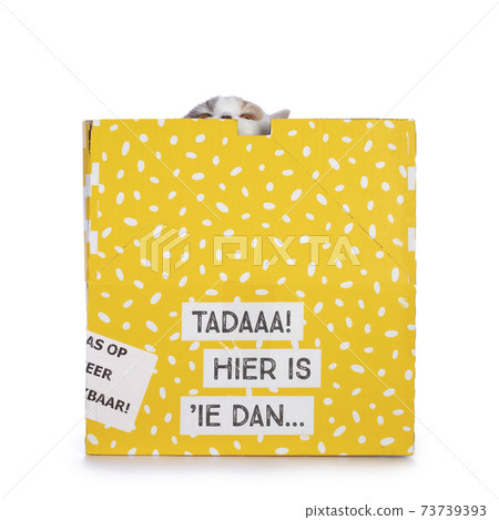 British Shorthair cat in yellow box on white 73739393