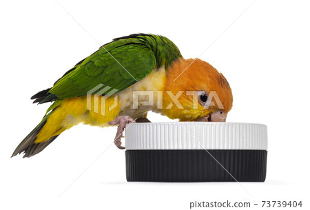 White bellied caique bird on white 73739404