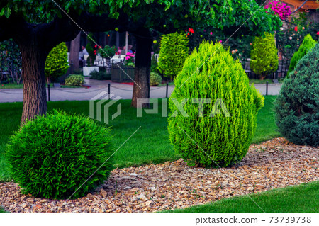 Landscaping of a backyard garden with evergreen conifers and thuja mulched by yellow stone in a spring park with decorative landscape design, on background trees and path nobody. 73739738