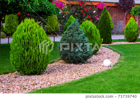 Landscaping of garden with evergreen conifers and thuja mulched by yellow stone in a spring park with decorative ground ball lantern, on background trees and path with curly roses, nobody. 73739740