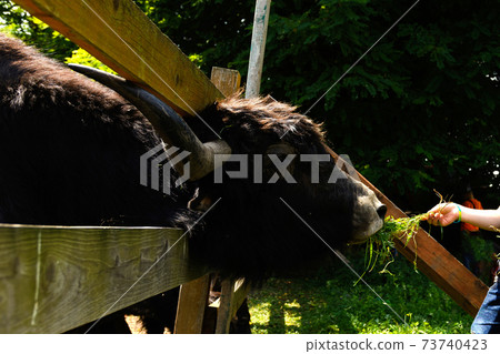 Children are fed green fresh grass by Scottish cows. 73740423