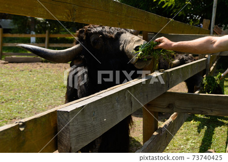Children are fed green fresh grass by Scottish cows. 73740425