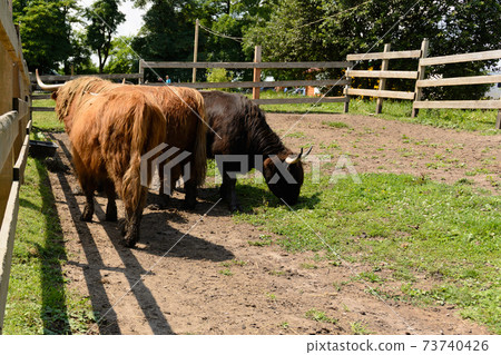 Children are fed green fresh grass by Scottish cows. 73740426