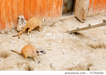 Little sandy, brown and cute, mammal dwellers growl. Little sandy, brown and cute, mammal dwellers growl. 73740440