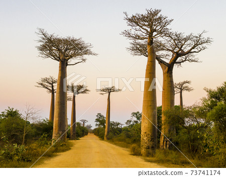 Scenic view of Baobab Avenue at dusk, with majestic silhouette of trees in foreground, Morondava, Madagascar Scenic view of Baobab Avenue at dusk, with majestic silhouette of trees in foreground, Morondava, Madagascar 73741174