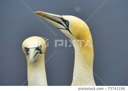 Northern Garnet on the red Rock - Morus bassanus, 73741198