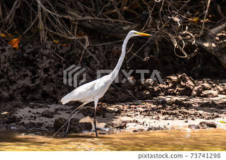 Great Egret standing in Daintree river waters Great Egret standing in Daintree river waters 73741298
