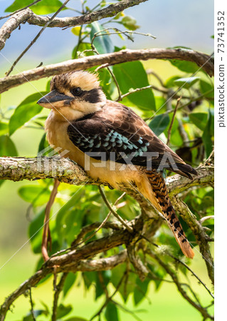 Close up of a Laughing Kookaburra on tree branch Close up of a Laughing Kookaburra on tree branch 73741352