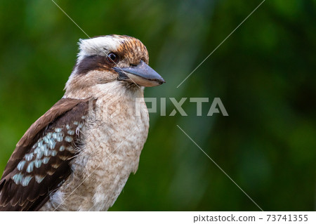 Close up of a Laughing Kookaburra on dark green background 73741355