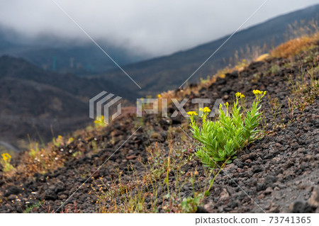 Mount Etna volcanic landscape and its typical summer vegetation Mount Etna volcanic landscape and its typical summer vegetation 73741365