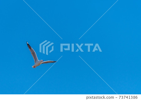 Single seagull flying on a blue sky background Single seagull flying on a blue sky background 73741386