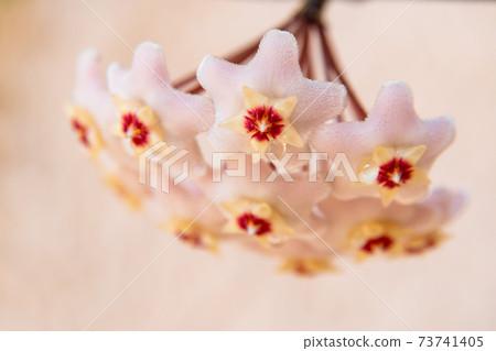 Macro of Hoya Carnosa or Waxplant Flower Macro of Hoya Carnosa or Waxplant Flower 73741405