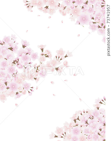 Yoshino cherry tree Yoshino cherry tree 73741957