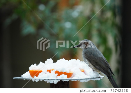 鱗莖和藍色鵝口瘡在下雪時尖叫著感到寒冷 鱗莖和藍色鵝口瘡在下雪時尖叫著感到寒冷 73742358