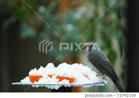 鱗莖和藍色鵝口瘡在下雪時尖叫著感到寒冷 鱗莖和藍色鵝口瘡在下雪時尖叫著感到寒冷 73742359