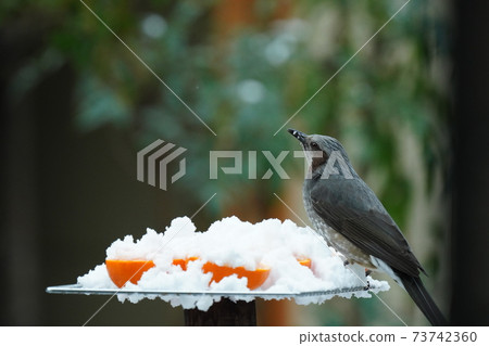 鱗莖和藍色鵝口瘡在下雪時尖叫著感到寒冷 鱗莖和藍色鵝口瘡在下雪時尖叫著感到寒冷 73742360
