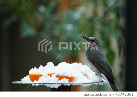 Bulbuls and blue rock thrush eat while screaming that they are cold while it is snowing Bulbuls and blue rock thrush eat while screaming that they are cold while it is snowing 73742361