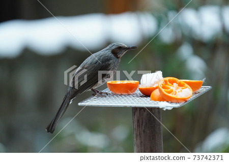 Bulbuls and blue rock thrush eat while screaming that they are cold while it is snowing Bulbuls and blue rock thrush eat while screaming that they are cold while it is snowing 73742371