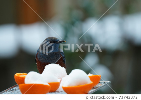 Bulbuls and blue rock thrush eat while screaming that they are cold while it is snowing Bulbuls and blue rock thrush eat while screaming that they are cold while it is snowing 73742372