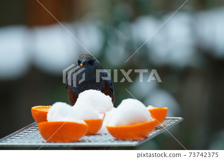 鱗莖和藍色鵝口瘡在下雪時尖叫著感到寒冷 鱗莖和藍色鵝口瘡在下雪時尖叫著感到寒冷 73742375