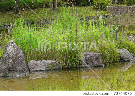 Nakamura Park / Scenery Nakamura Park / Scenery 73744070