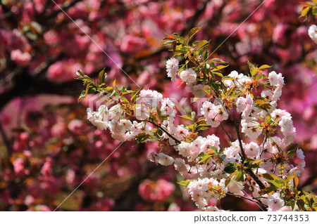 櫻花 櫻花 73744353