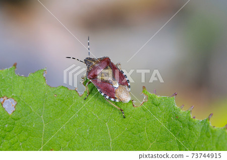 Dolycoris bacillus (Shiretoko, Hokkaido) 73744915